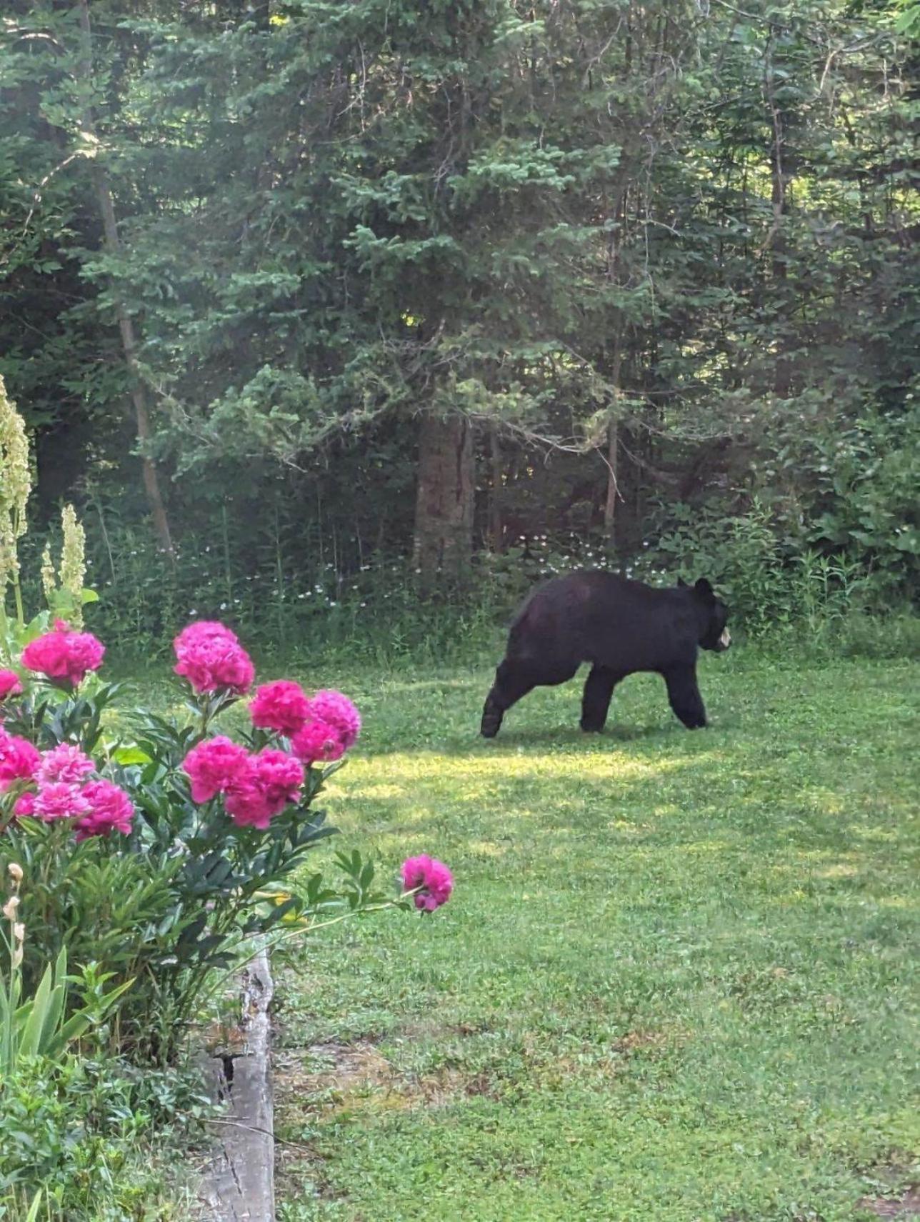 Holiday home Firefly Lodge! Boardman River! Hot Tub! Woodstove!